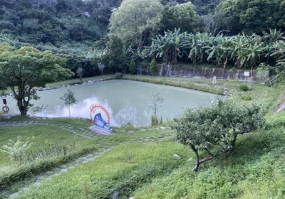 六塘石柿餅落羽松|一起玩桃園